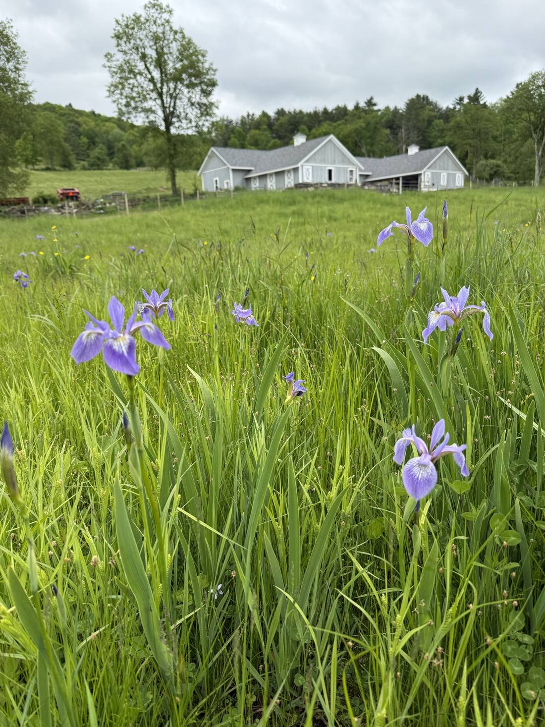 The Burrow Farm barn among wild irises