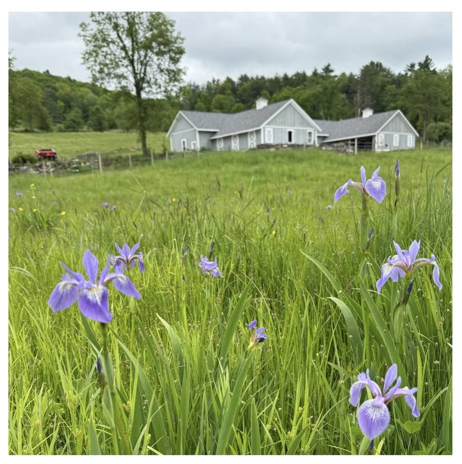Wild irises in front of the farmhouse