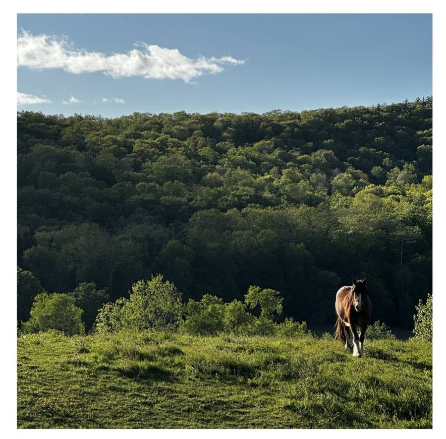 A horse grazing on the rolling hillside