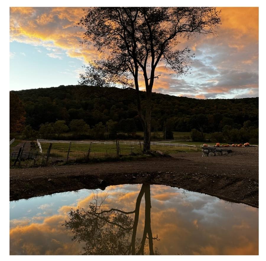 A sunset mirrored in the pond