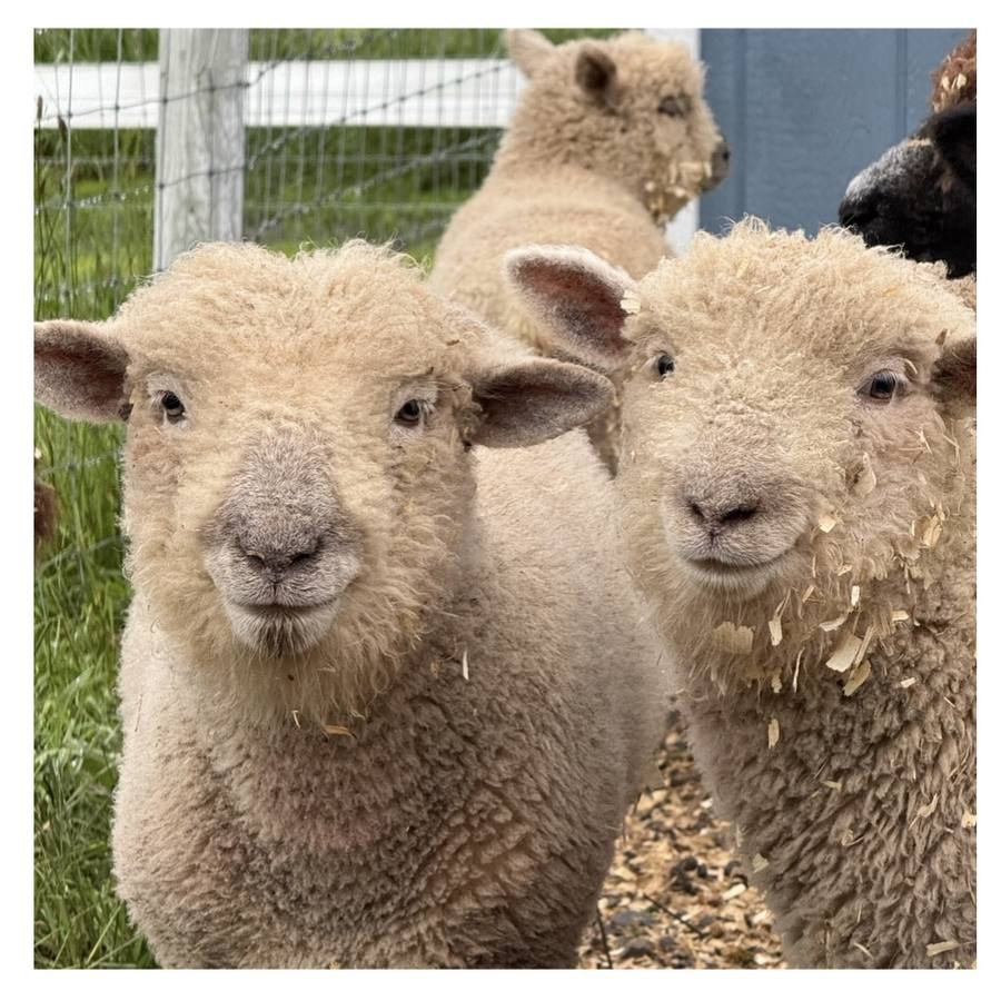 Two woolly lambs