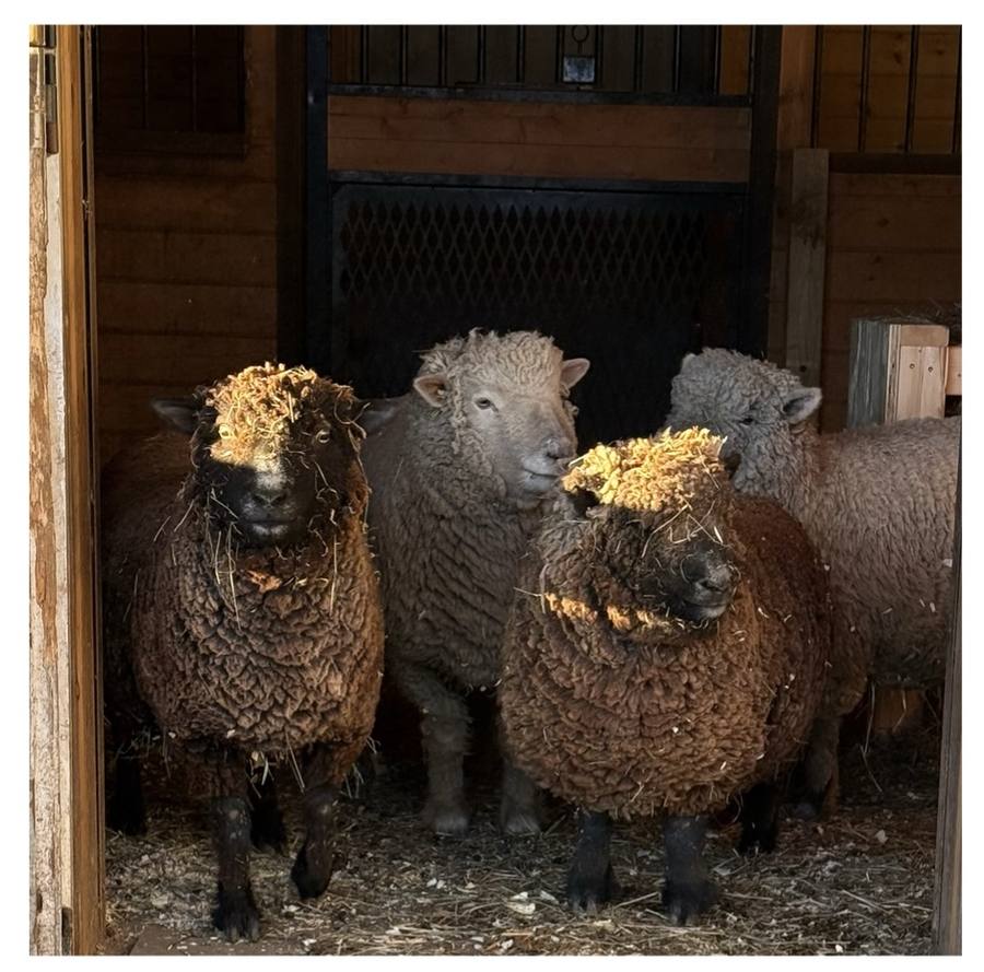 Wool sheep in the barn doorway