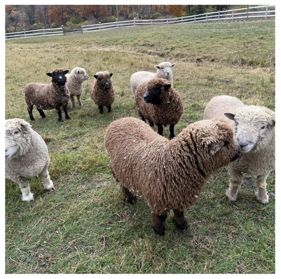A flock of sheep in the pasture