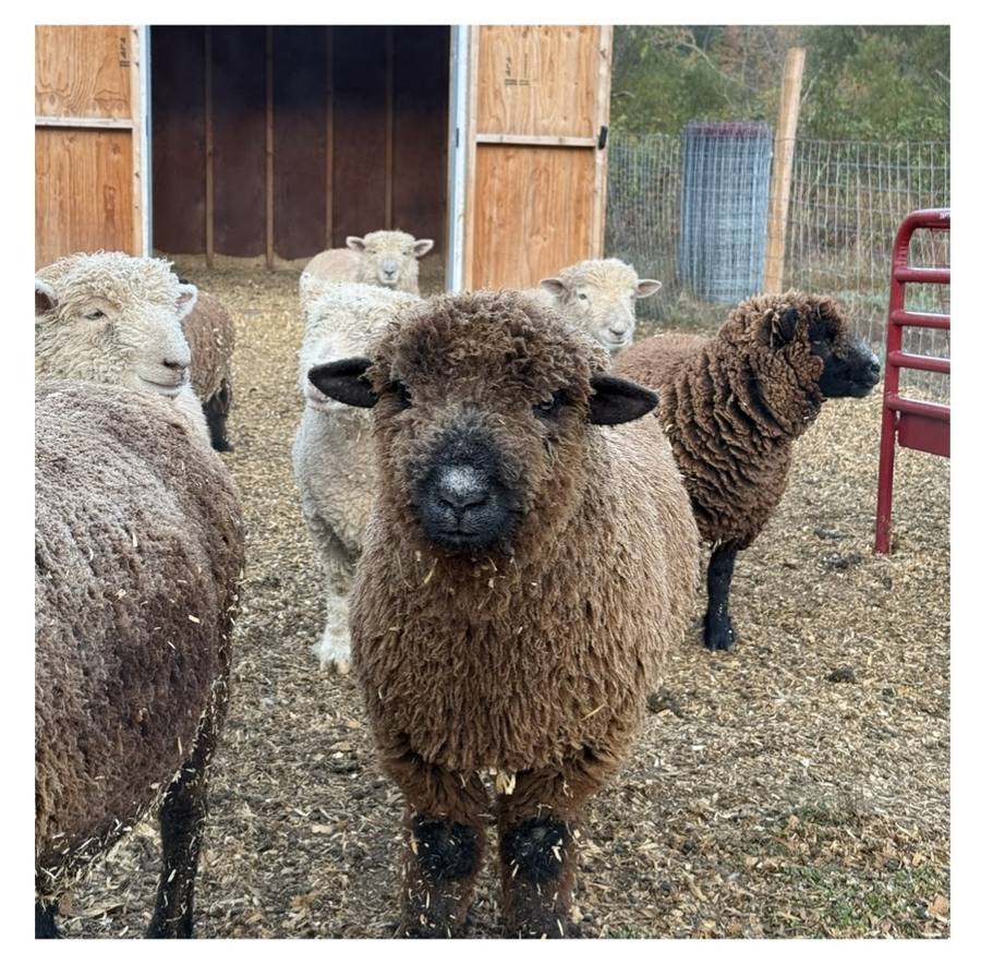 Sheep and lambs by the barn