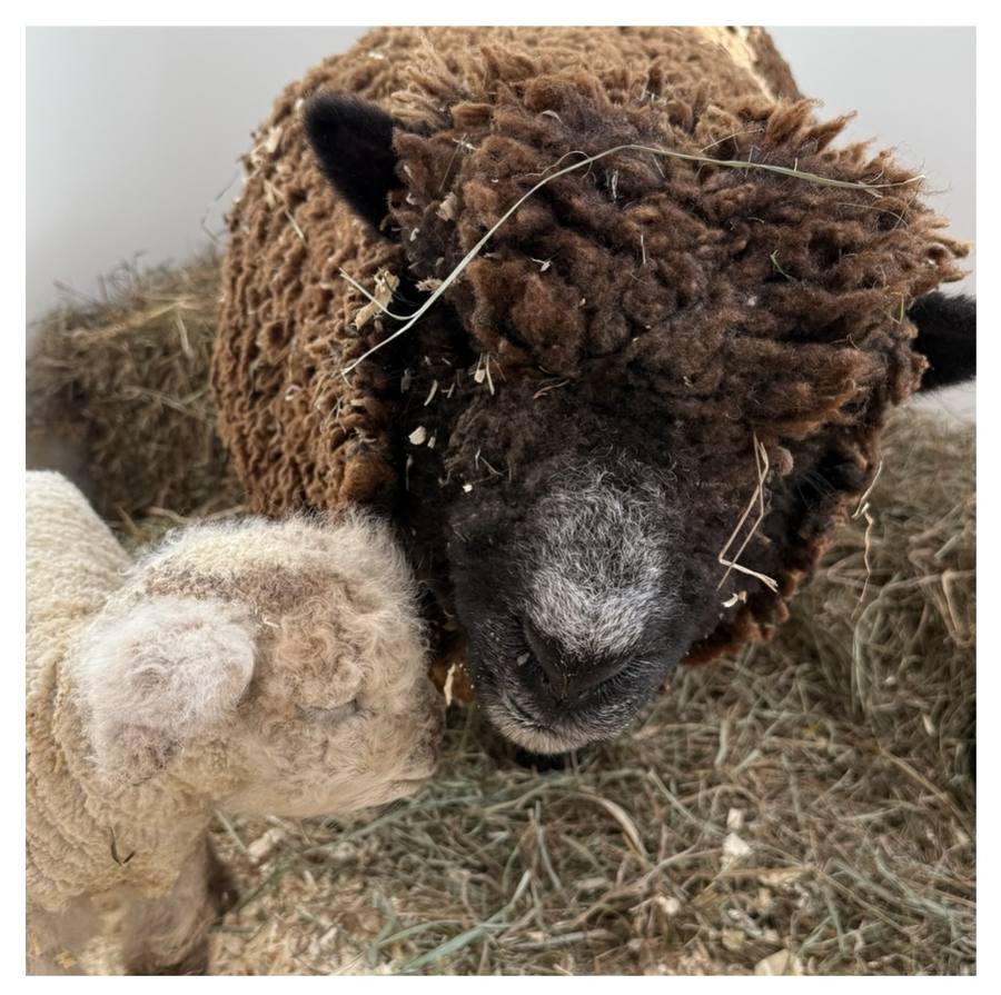 A woolly brown sheep