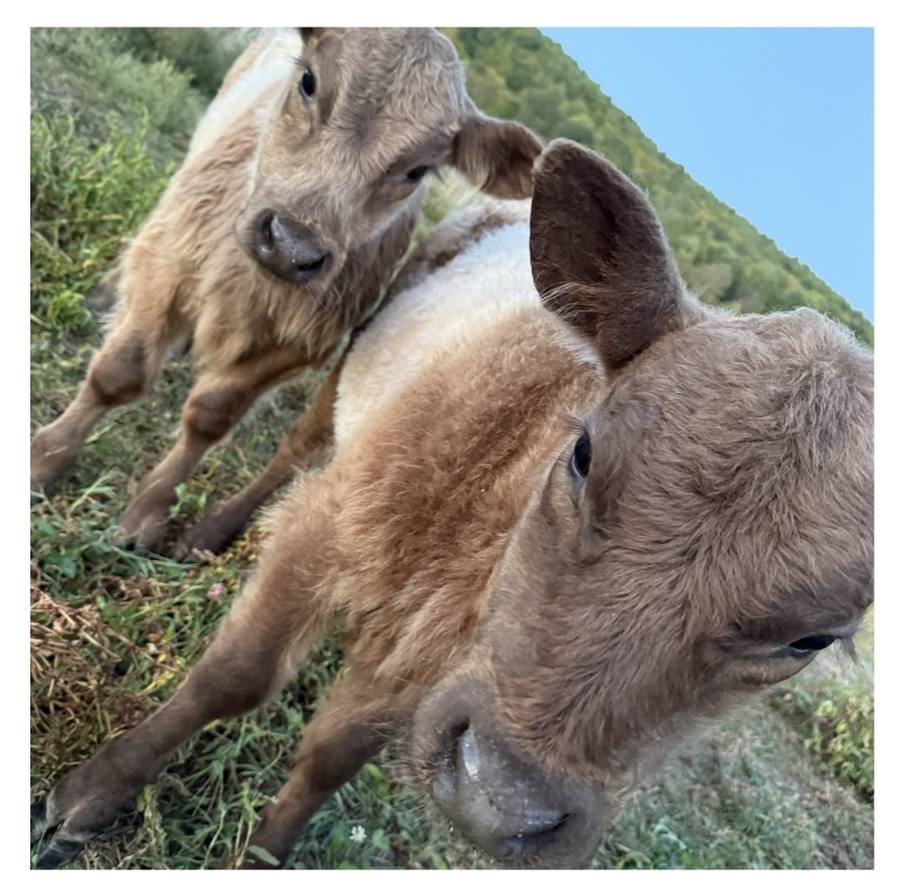 Two brown goat kids