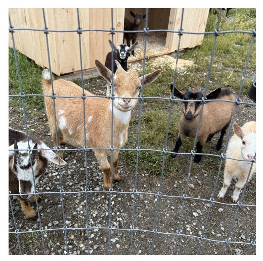 Goat kids at the fence