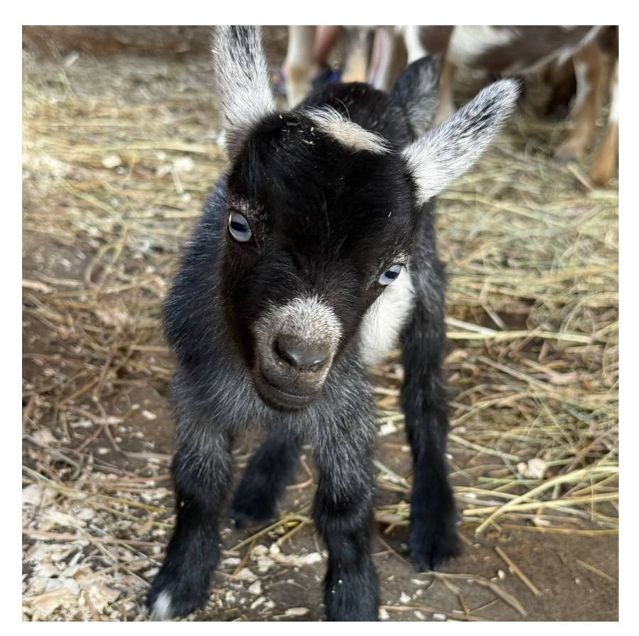 A black-and-white goat kid