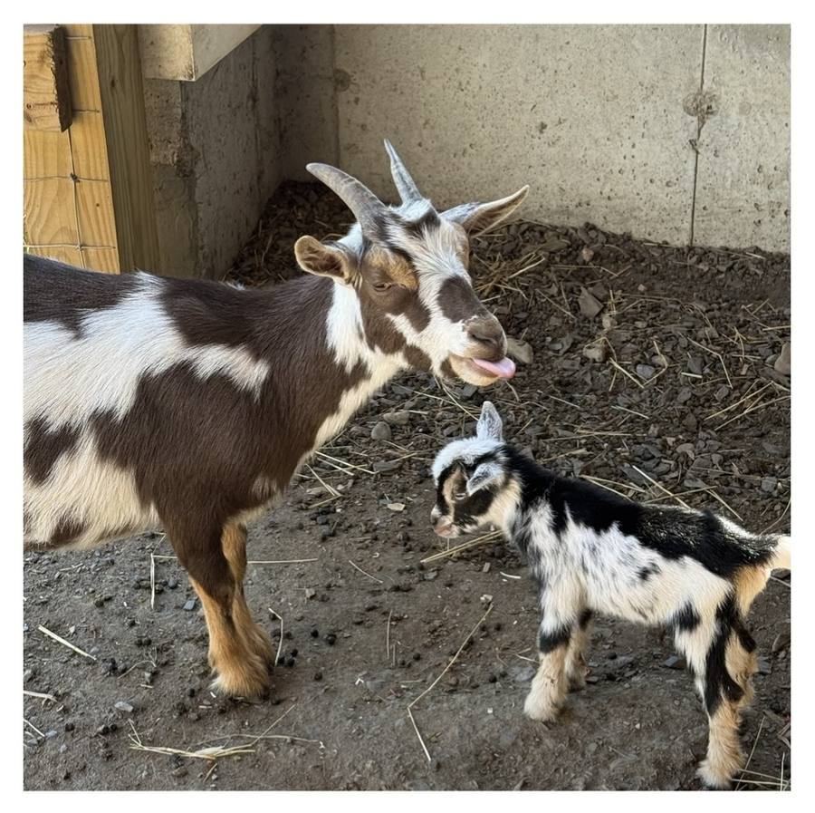 A nanny goat and her kid