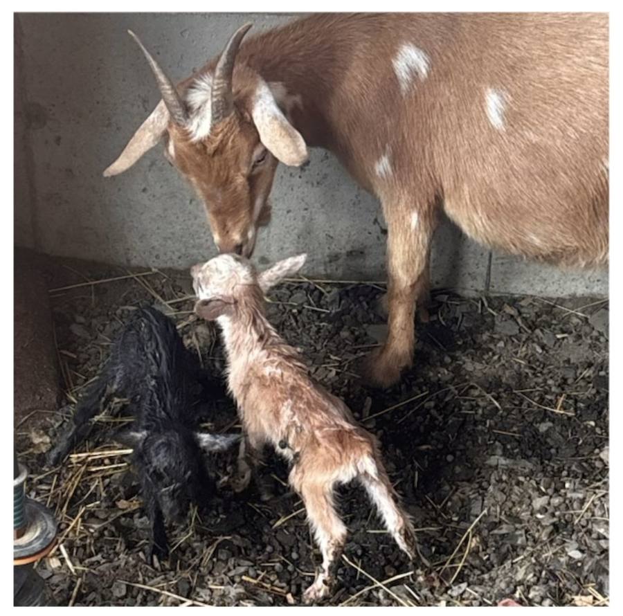 A goat with her newborn kid