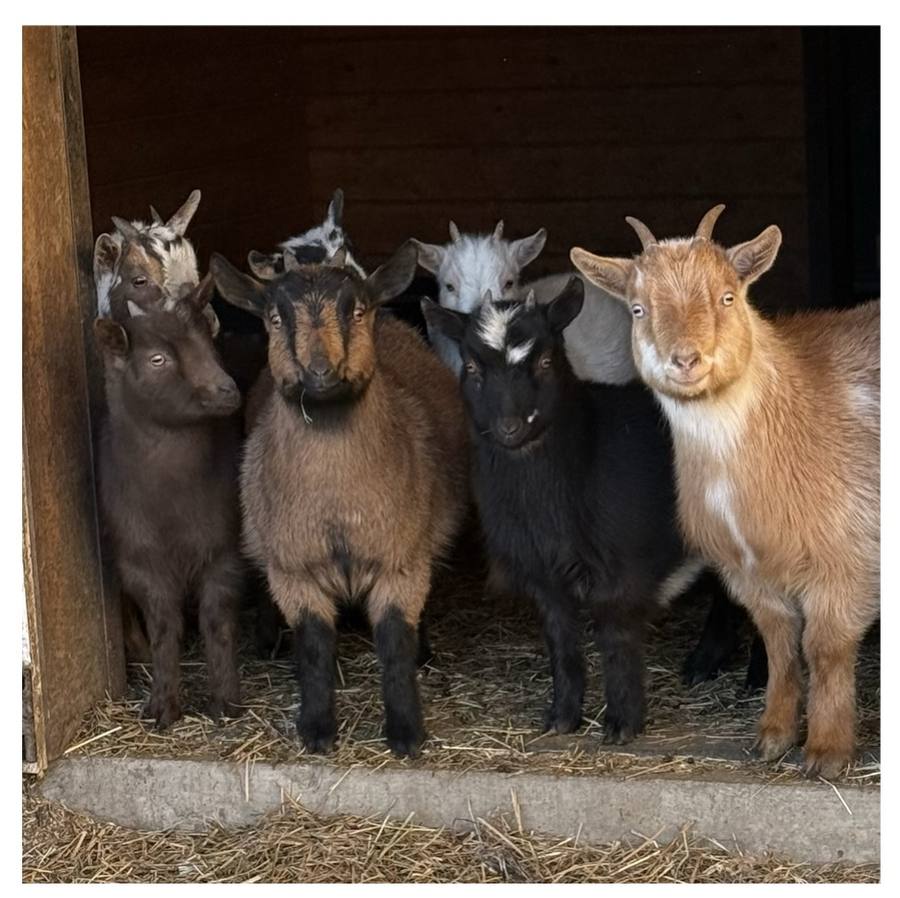 The goats lined up in the barn
