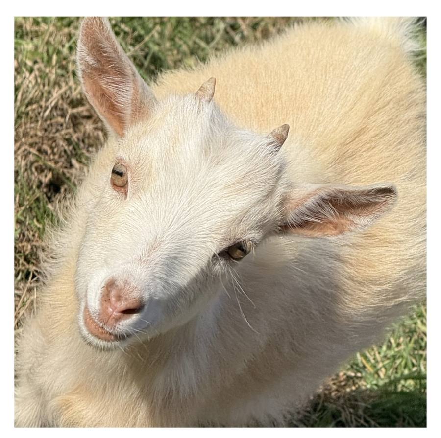 A curious white goat