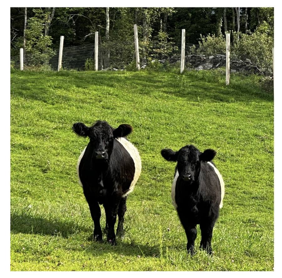 Belted Galloway calves in the pasture