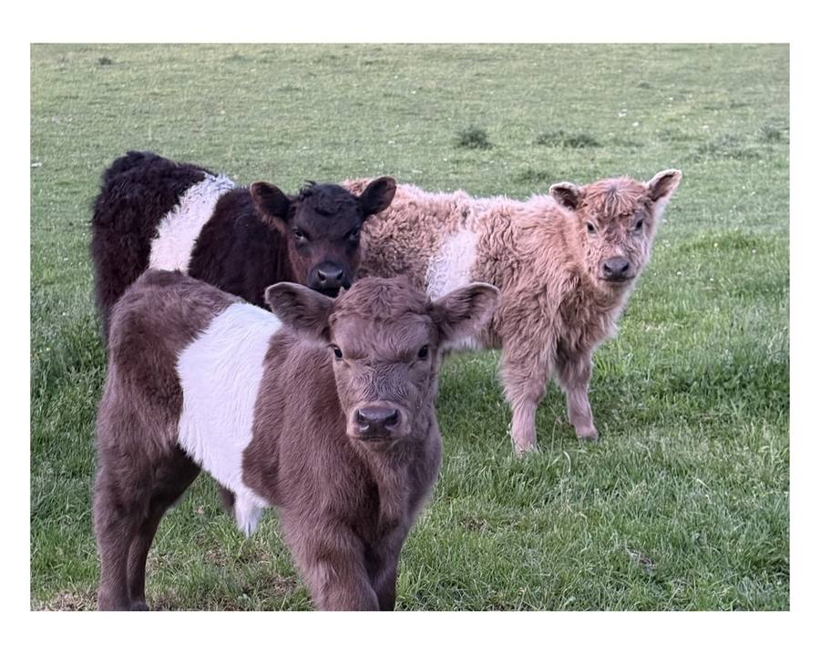 Belted Galloway calves