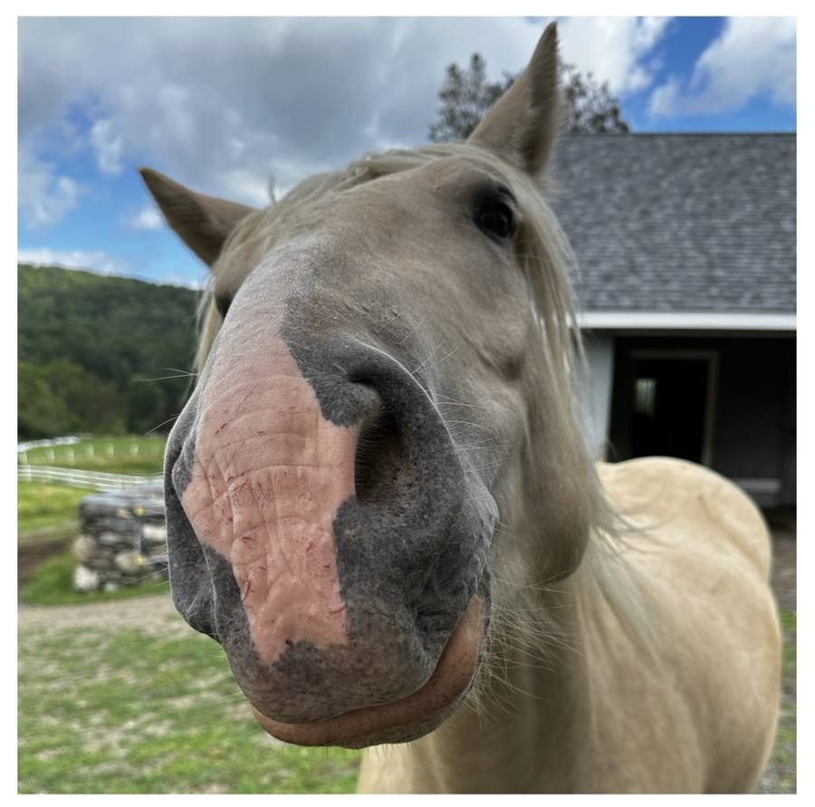 A friendly horse up close