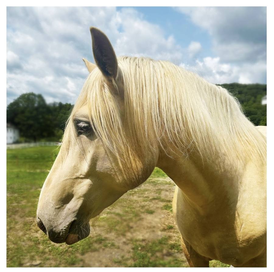 A palomino draft horse