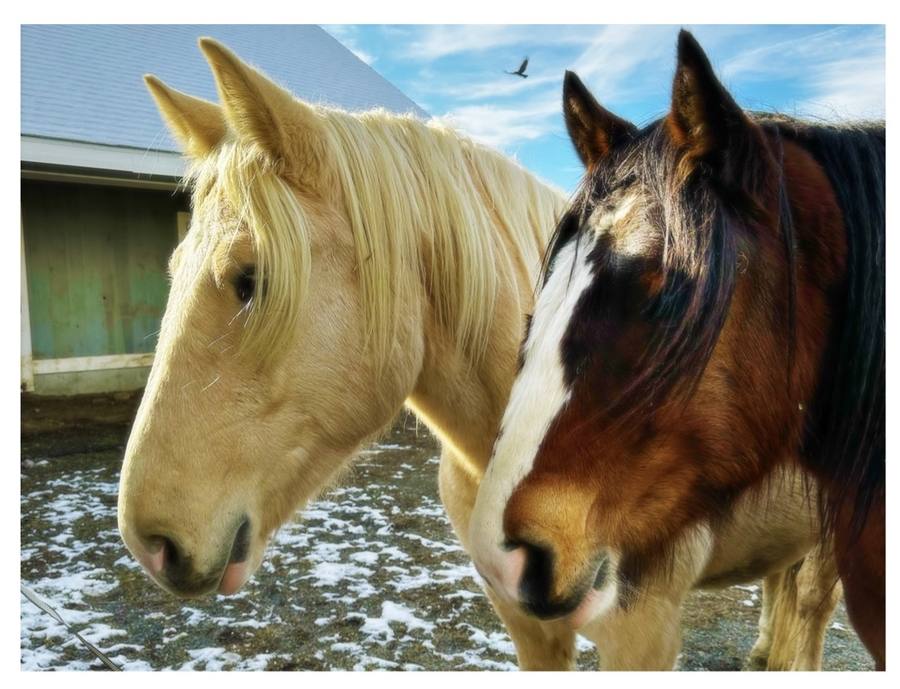 Two draft horses