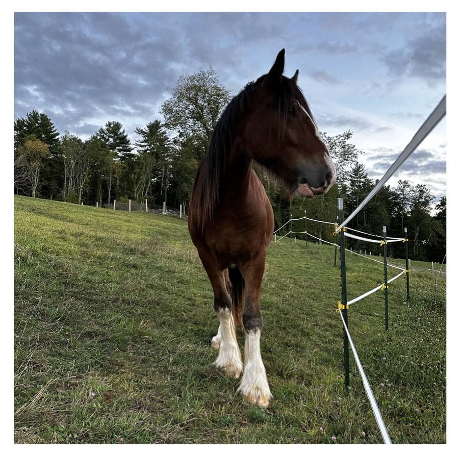 A draft horse in the pasture