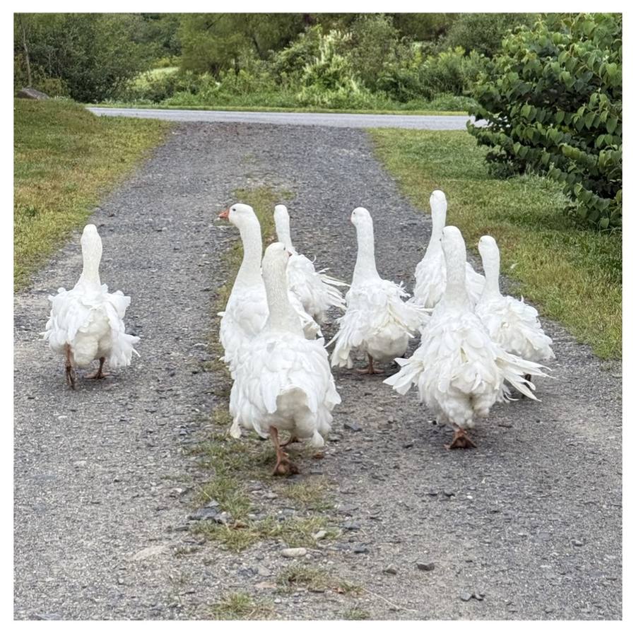 A parade of geese on the lane