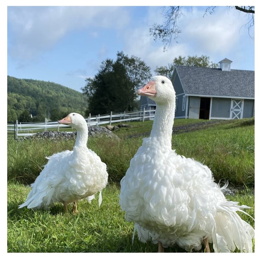White geese in the yard