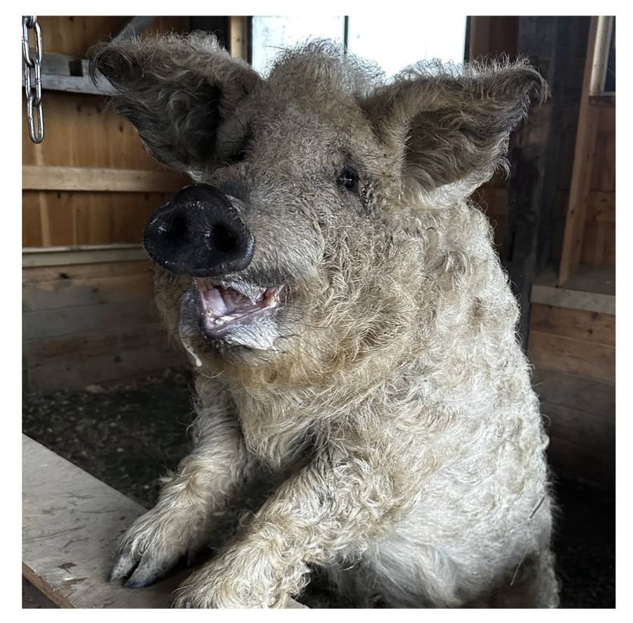A Mangalitsa pig at the fence