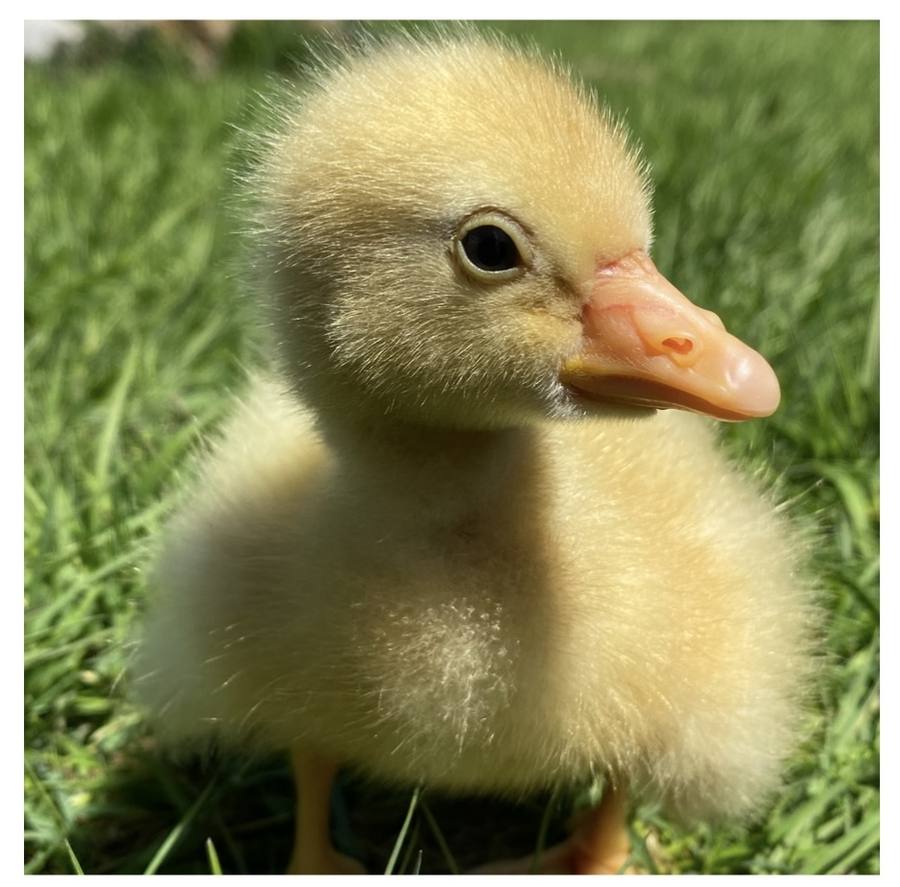 A fluffy yellow duckling