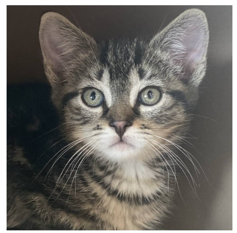 A barn kitten