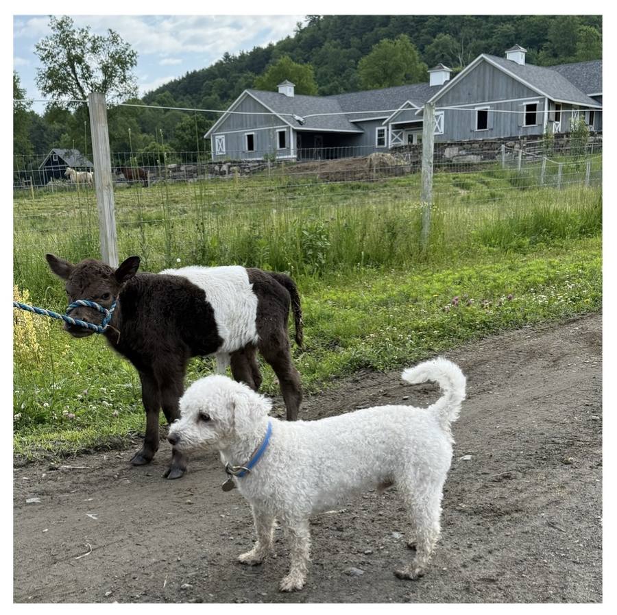 The farm dog and a belted cow on the lane