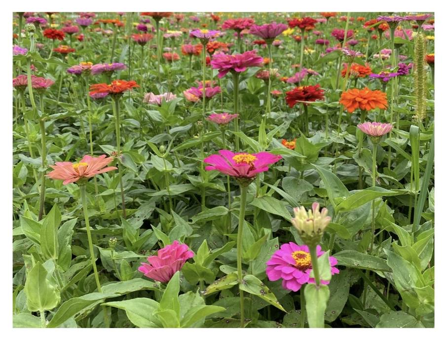 A field of zinnias