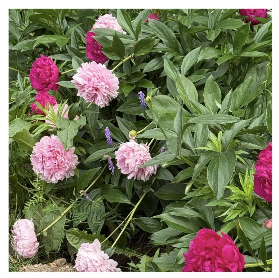 Pink peonies in bloom