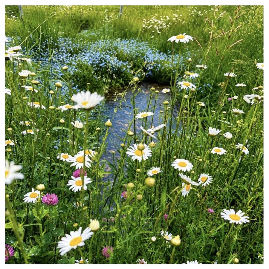 Daisies and forget-me-nots