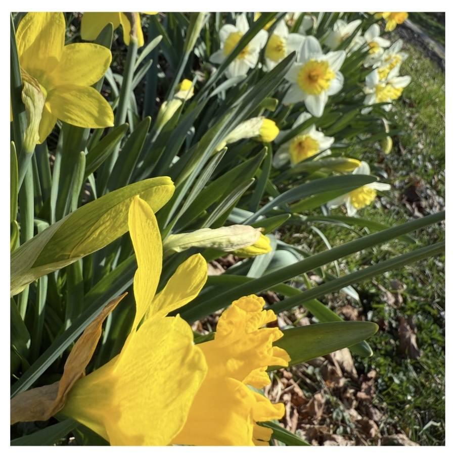 Daffodils in spring