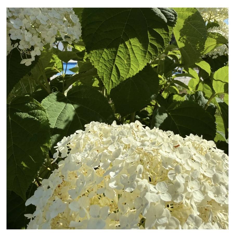 A white hydrangea in bloom