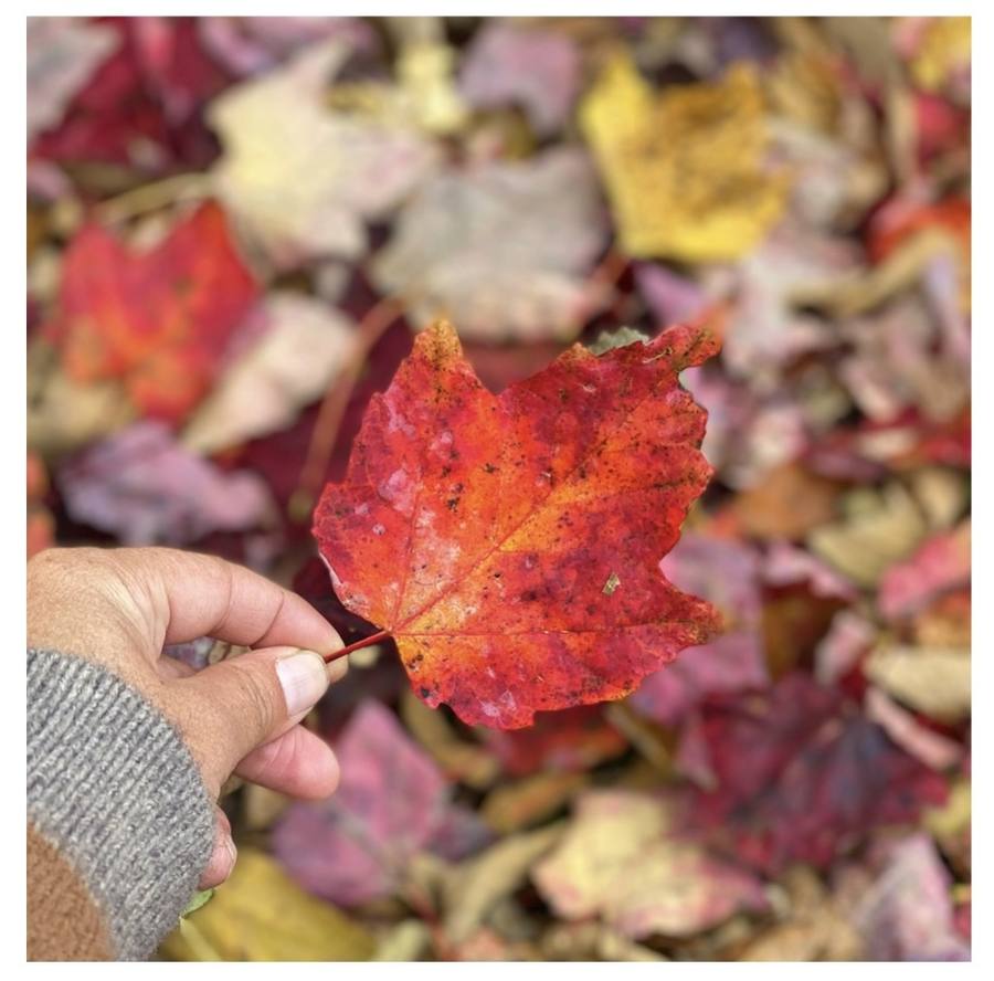 A bright red autumn leaf