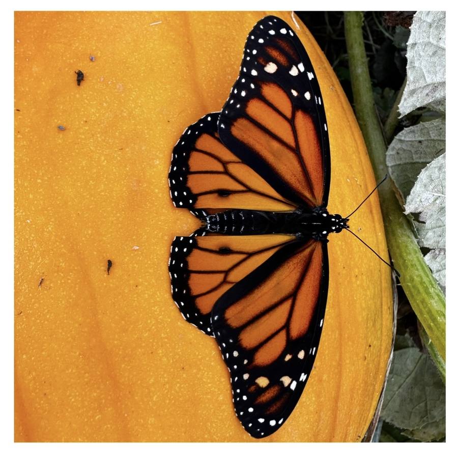 A monarch butterfly on a pumpkin